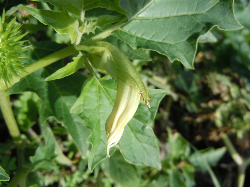 Frutti spinosi - Datura stramonium